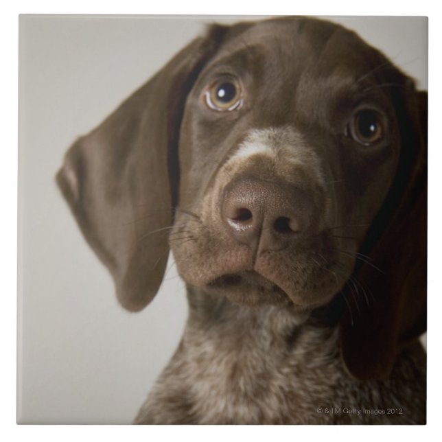 German Short-Haired Pointer puppy Tile (Front)