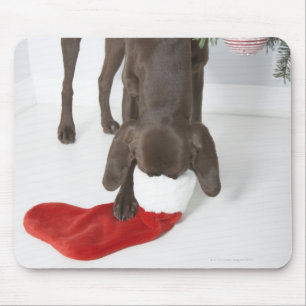 German short-haired pointer sticking snout in mouse pad