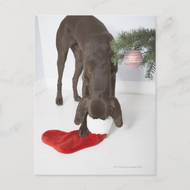 German short-haired pointer sticking snout in postcard (Front)