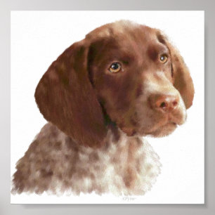 German Shorthair Puppy Poster