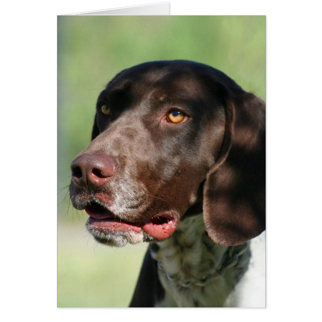 German Shorthaired Pointer (Front)