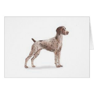 German Shorthaired Pointer