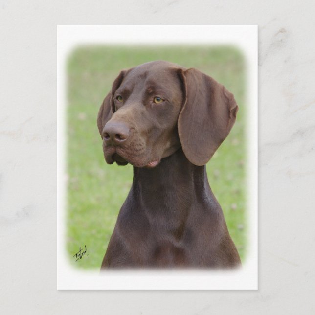 German Shorthaired Pointer AA004D-019 Postcard (Front)