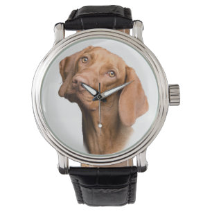 German Shorthaired Pointer Brown Dog Watch