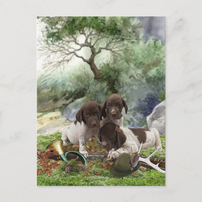 German Shorthaired Pointer cute  puppies    Postcard (Front)