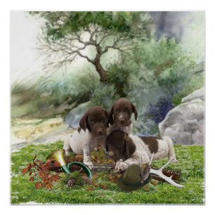 German Shorthaired Pointer cute  puppies  Poster