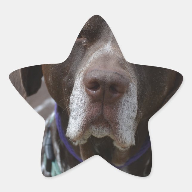 German Shorthaired Pointer Dog Star Sticker (Front)
