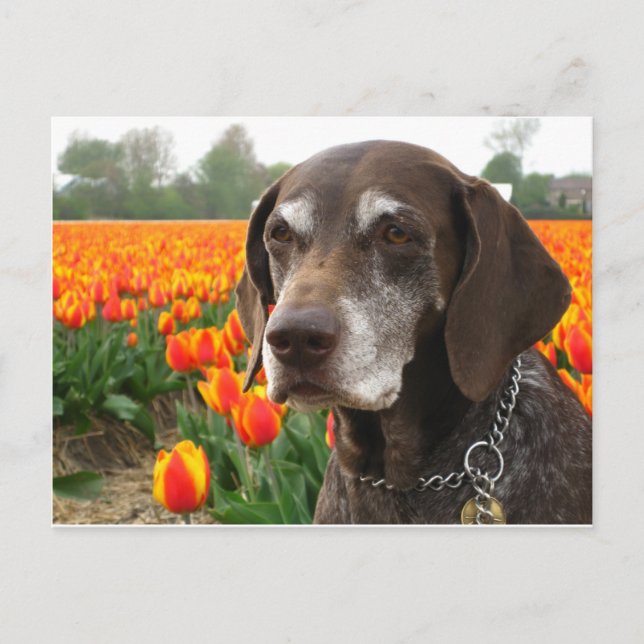 german shorthaired pointer flower field postcard (Front)