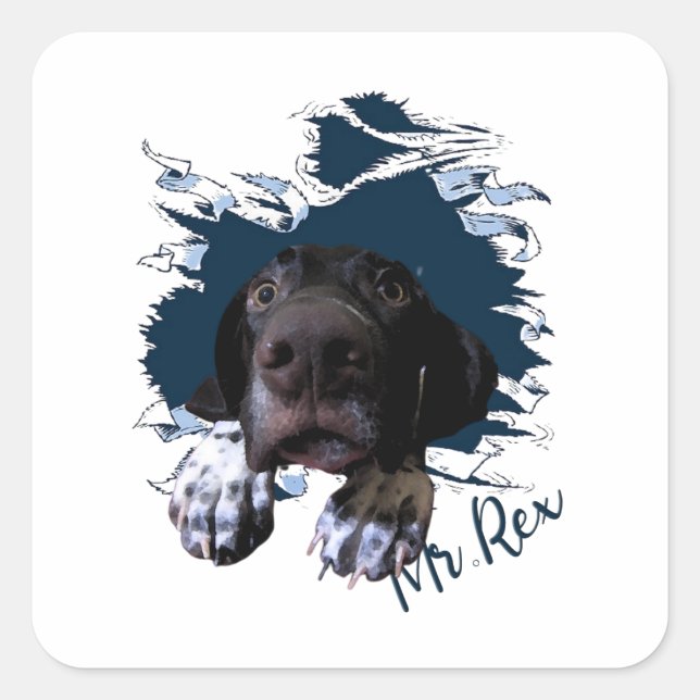German Shorthaired Pointer,funny face Bandana Squa Square Sticker (Front)