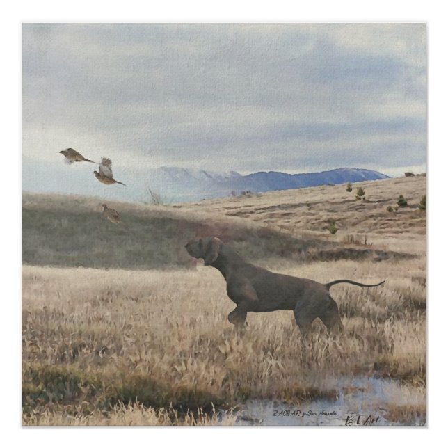 German Shorthaired Pointer hunt quail , Art    Poster (Front)