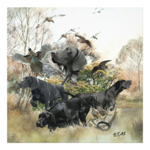 German Shorthaired pointer   Photo Print