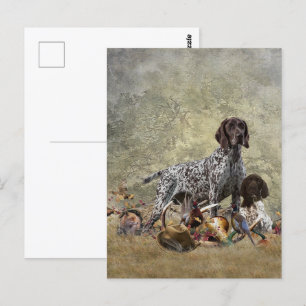 German Shorthaired Pointer    Postcard