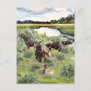 German Shorthaired pointer Postcard