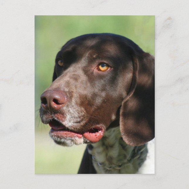German Shorthaired Pointer Postcard (Front)