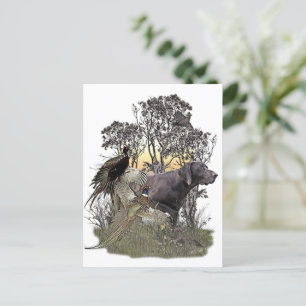 German Shorthaired Pointer       Postcard