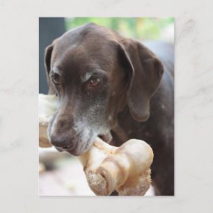 german shorthaired pointer postcard
