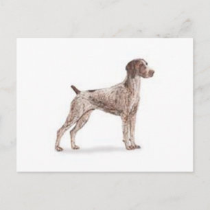 German Shorthaired Pointer Postcard