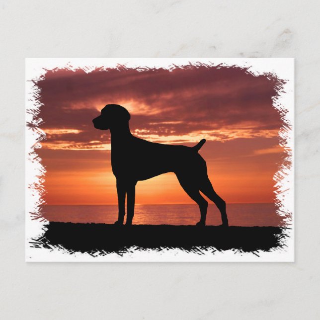German Shorthaired Pointer Postcard (Front)