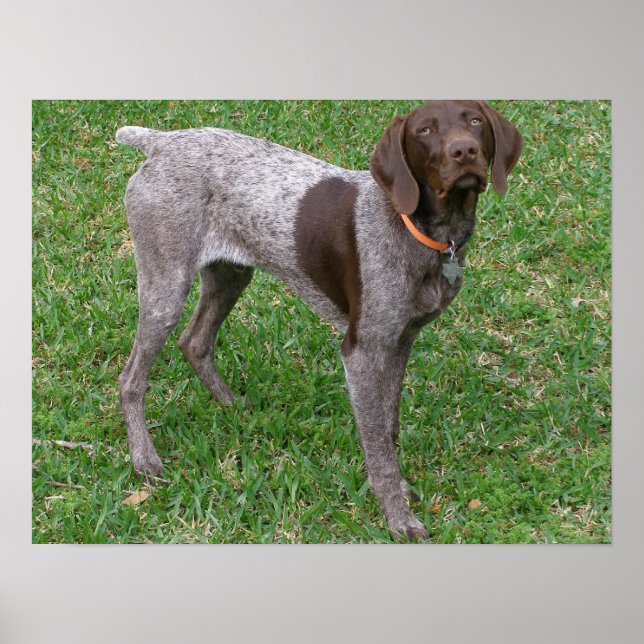 German Shorthaired Pointer Poster (Front)
