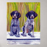 German Shorthaired Pointer Puppies Dog Portrait
