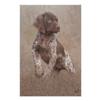 German shorthaired pointer puppy