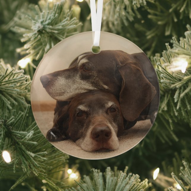 German Shorthaired Pointer Sisters  Glass Ornament (Insitu)