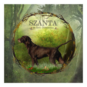 German Shorthaired Pointer ,,SZANTA from Nemrod's  Photo Print