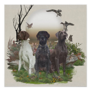 German Shorthaired Pointers (GSP), a hunting pheas Poster