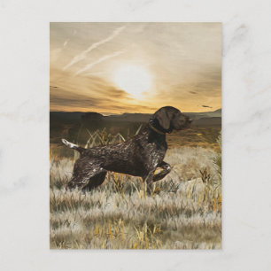 German Shorthaired Pointers (GSP)  Postcard