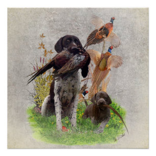German Shorthaired Pointers (GSP)  Poster