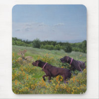 German Shorthaired Pointers   