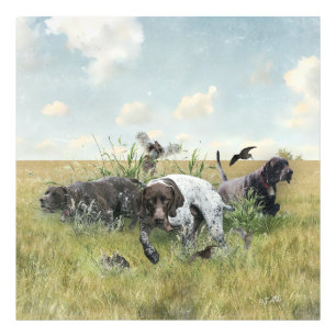 German Shorthaired Pointers Photo Print