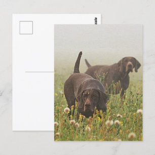 German Shorthaired Pointers  Postcard