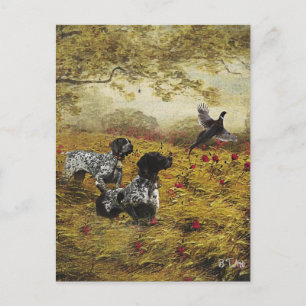 German Shorthaired Pointers Postcard