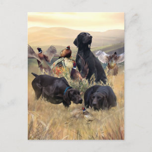 German Shorthaired Pointers  Postcard
