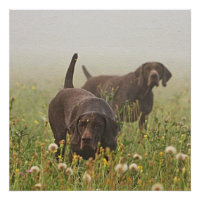 German Shorthaired Pointers 