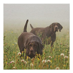 German Shorthaired Pointers  Poster