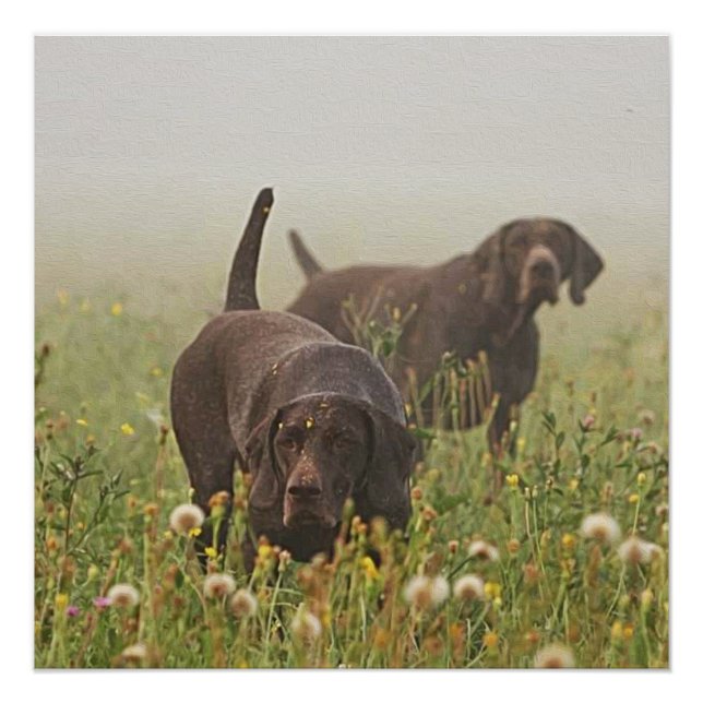 German Shorthaired Pointers  Poster (Front)