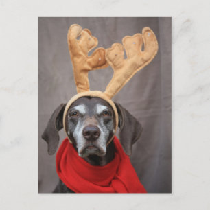 german shorthaired reindeer postcard