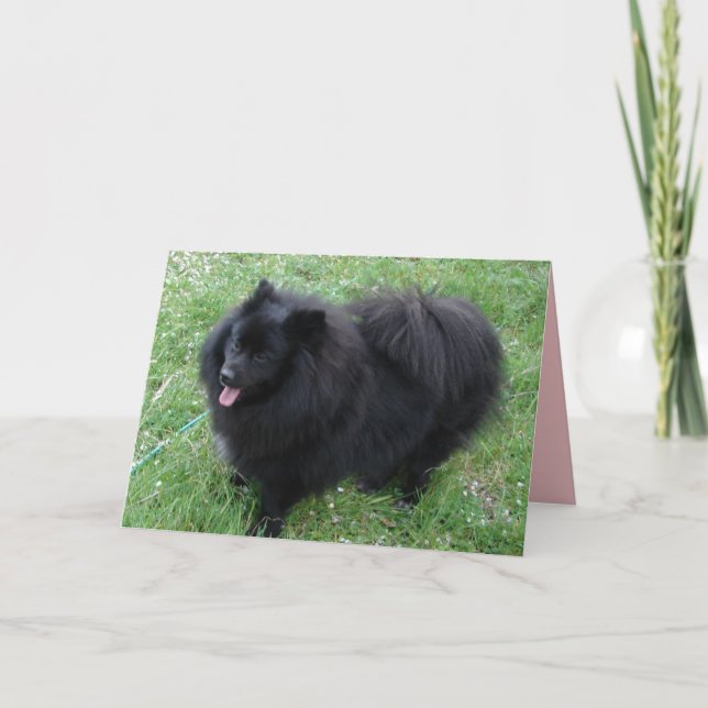 German Spitz Cute Black Pomeranian dogs Card (Front)