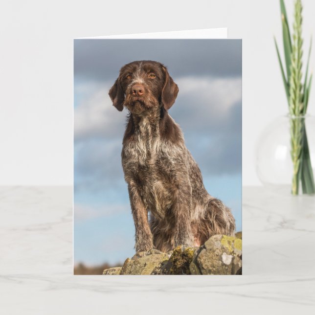 German Wirehaired Pointer card (Front)