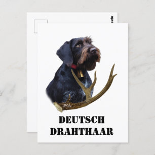 German Wirehaired Pointer     Postcard