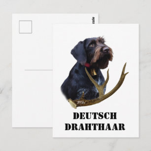  German Wirehaired Pointer     Postcard