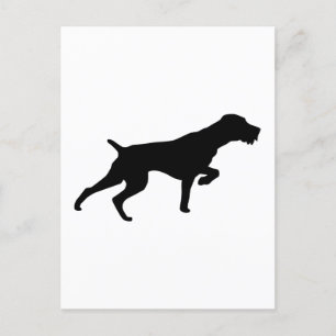 German Wirehaired Pointer Postcard