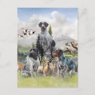 German Wirehaired Pointer Postcard