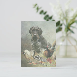 German Wirehaired Pointer Postcard