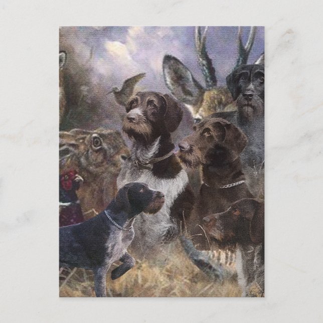  German Wirehaired Pointer Postcard (Front)