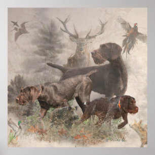  German Wirehaired Pointer     Poster