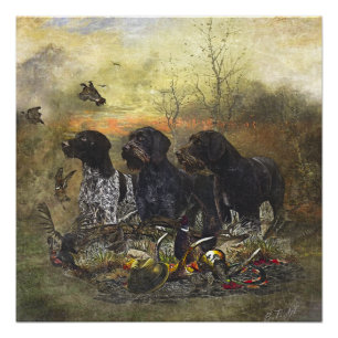 German Wirehaired Pointer    Poster