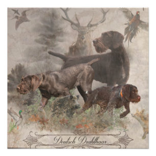 German Wirehaired Pointer Poster